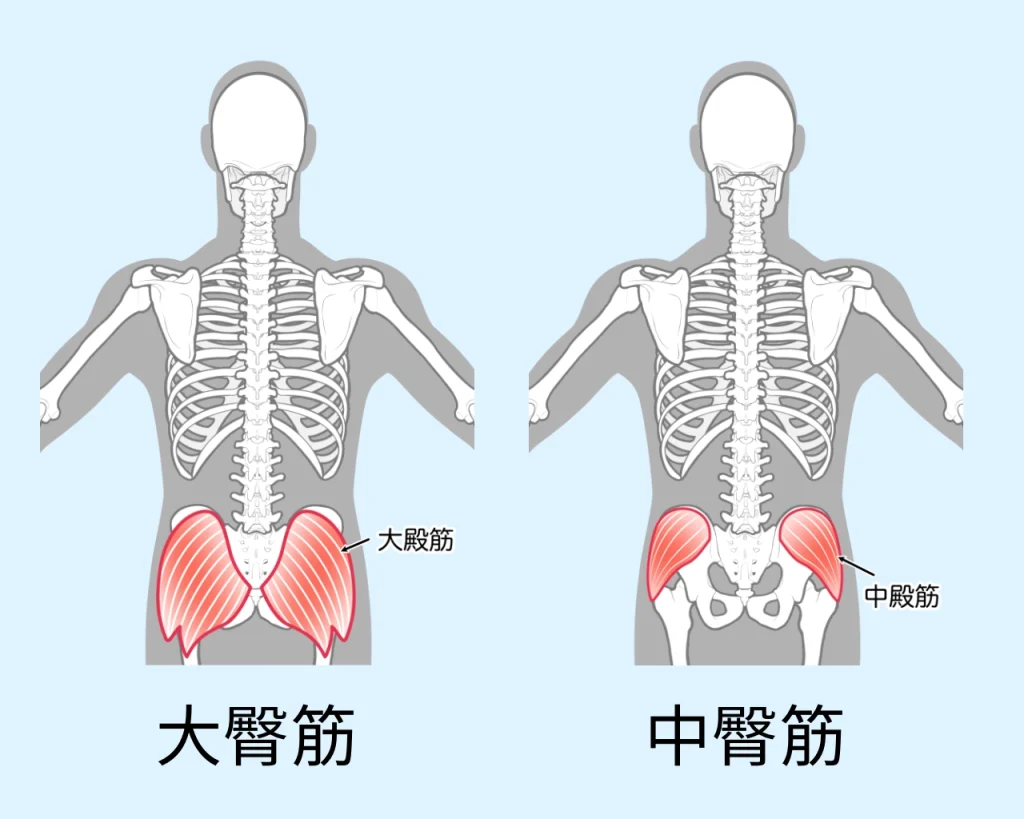 大臀筋　中臀筋